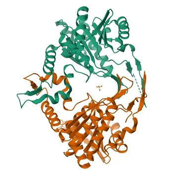 Anticuerpo Monoclonal de Conejo Anti-PPCS para WB, IHC-P, ELISA - Q9HAB8