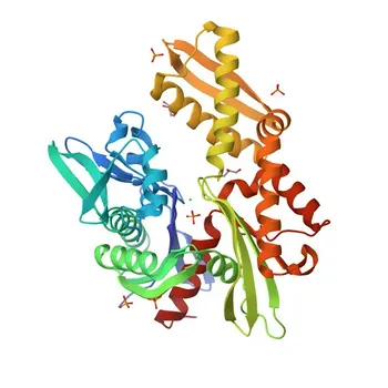 Anti-Hsc70/HSPA8 Rabbit Monoclonal Antibody for WB, ELISA - P11142