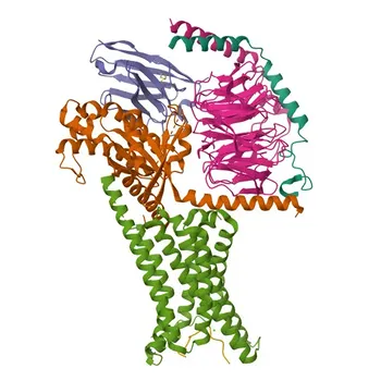 Anti-MC1 Receptor Monoclonal Antibody for WB, ELISA - Q01726