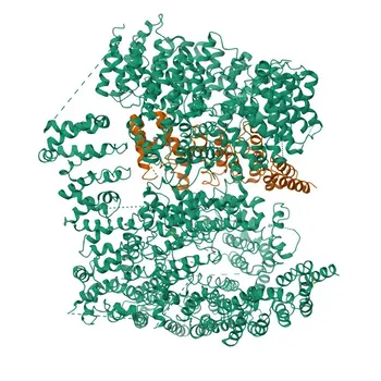 Anticorps monoclonal anti-Huntingtine pour WB, IF-F, ELISA - P42858