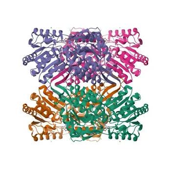 Anti-ALDH1A1 Rabbit Monoclonal Antibody for WB, IF/ICC, IP, ELISA - P00352