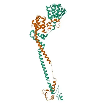 Anti-NUF2 Rabbit Monoclonal Antibody for WB, ELISA - Q9BZD4