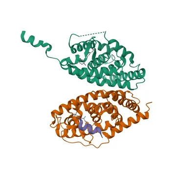 Anticorpo Monoclonal Coelho Anti-RARα para WB, IHC-P, ELISA - P10276
