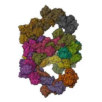 Anticorps monoclonal de lapin anti-facteur von Willebrand (VWF) pour WB - P04275