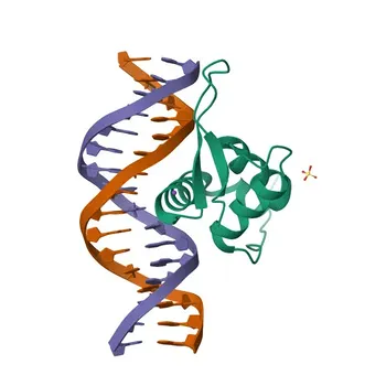 Anti-HNF3β/FOXA2 Rabbit Monoclonal Antibody for WB, IF/ICC, IP, ELISA - Q9Y261