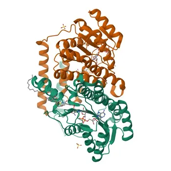 Anti-HSD17B13 Rabbit Monoclonal Antibody for WB, ELISA - Q7Z5P4