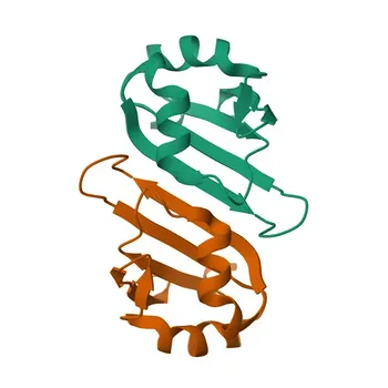 Anticorpo Monoclonal de Coelho Anti-PABPN1 para WB, IF/ICC, IF-P, IHC-P, ELISA - Q86U42
