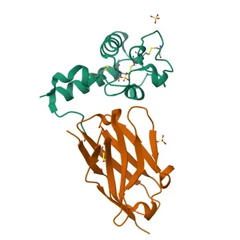 Anticorpo Monoclonal Anti-CD63 para WB, IHC-P, ELISA - P08962