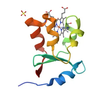 Anticorpo Monoclonal de Coelho Anti-SUOX para WB e ELISA - P51687