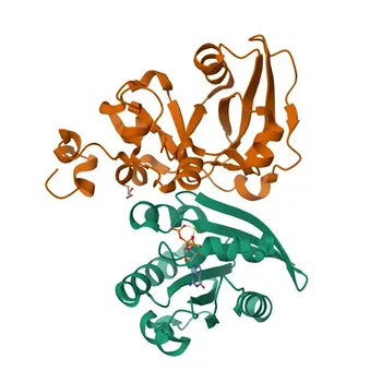 Anti-ARF6 Monoclonal Antibody for WB, ELISA - P62330