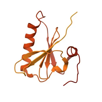 Anti-Villin1 Monoclonal Antibody for WB, IHC-P, ELISA - P09327