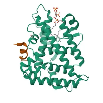Anti-Steroidogenic factor-1 (SF-1/NR5A1) Rabbit Monoclonal Antibody for WB, ELISA - Q13285