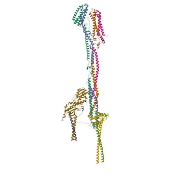 Anti-PMF1 Monoclonal Antibody for WB, ELISA - Q6P1K2