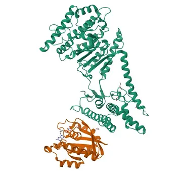 Anti-RAB5C / RABL Rabbit Monoclonal Antibody for WB, IF/ICC, IP, ELISA - P51148