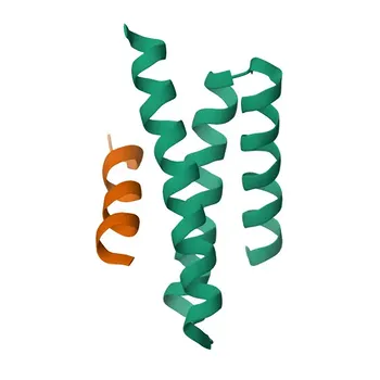 Anticorpo Monoclonal de Coelho Anti-CHMP2B para WB, IHC-P, ELISA - Q9UQN3