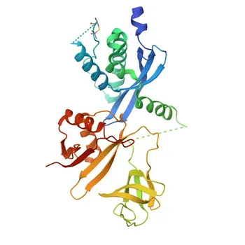 Anti-NCF4/p40-phox Monoclonal Antibody for WB, IHC-P, IP, ELISA - Q15080
