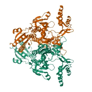Anticorpo Monoclonal Anti-GARS Validado por KO para WB, ELISA - P41250