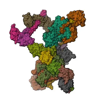 Anticorps Monoclonal Lapin Anti-Ligase IV d'ADN pour WB, ELISA - P49917