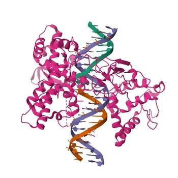 Anticorpo monoclonale anti-DNA topoisomerasi I (TOP1) per WB, IHC-P, IF/ICC, IP, ELISA - P11387