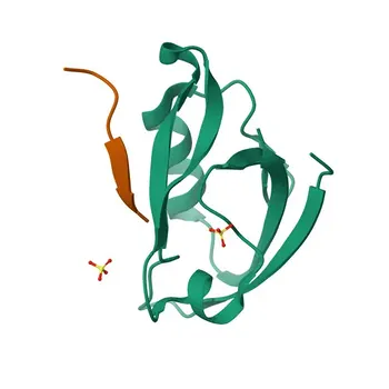 Anticorpo Monoclonal Anti-PIST/GOPC para WB - Q9HD26