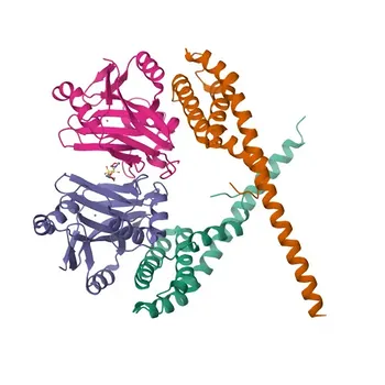 AMSH Rabbit mAb - O95630