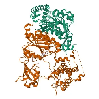 Anticorpo Monoclonal de Coelho Anti-SAE1 para WB e ELISA - Q9UBE0