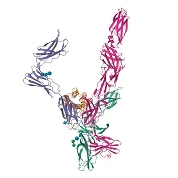 Anti-IL23R Rabbit Monoclonal Antibody for WB, IHC-P, ELISA - Q5VWK5