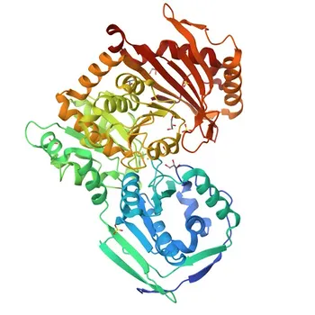 Anti-PGM1 Rabbit Monoclonal Antibody for WB, IF/ICC, ELISA - P36871