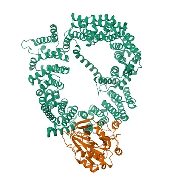 Anticorpo Monoclonal Anti-CRM1/XPO1 para WB, IF/ICC, ELISA - O14980