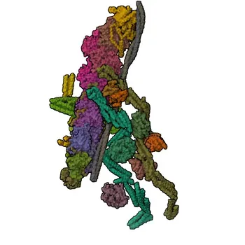 Anti-DCTN5 Monoclonal Antibody for WB, ELISA - Q9BTE1