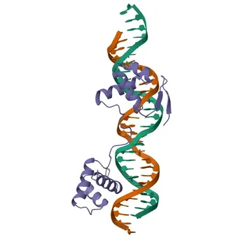Anticuerpo Monoclonal Anti-PAX6 para WB/IHC-P/ELISA - P26367