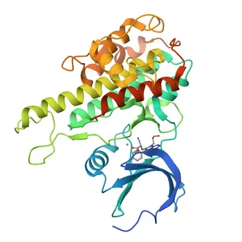 Anti-RSK2 / RPS6KA3 Anticorpo Monoclonal de Coelho para WB, IHC-P, ELISA - P51812