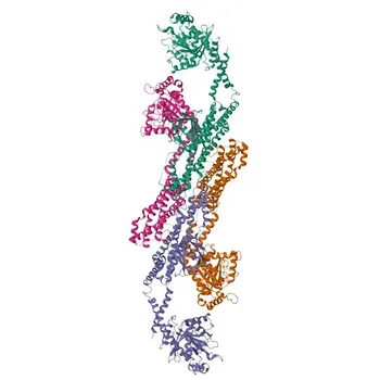 Anticorpo Monoclonale di Coniglio Anti-Dinamina 3 per WB ed ELISA - Q9UQ16