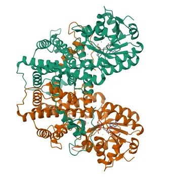Anticorpo Monoclonal de Coelho Anti-PGD para WB, IF/ICC, IP, ELISA - P52209