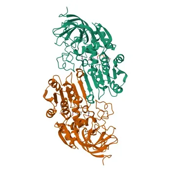 Anticorpo Monoclonal Anti-Álcool Desidrogenase 1A para WB, ELISA - P07327