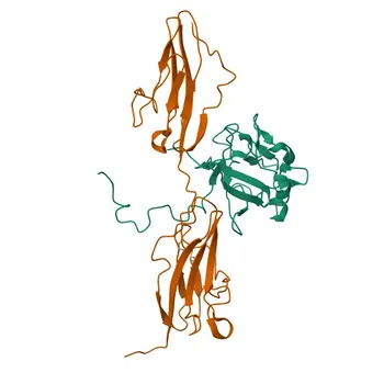Anti-FGFR3 Rabbit Monoclonal Antibody for IHC-P and ELISA - P22607