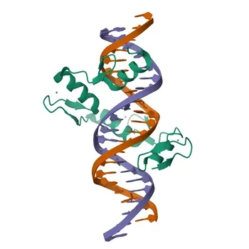 Anti-ZBTB7A/FBI-1/LRF Rabbit Monoclonal Antibody for WB, IHC-P, IF/ICC, ELISA - O95365