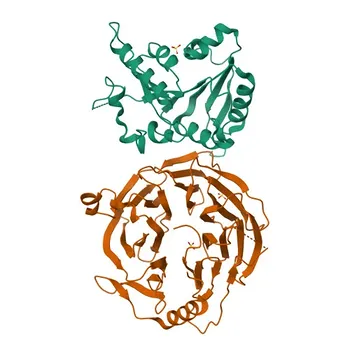 Anti-WDR4 Rabbit Monoclonal Antibody for WB, IHC-P, ChIP, ELISA - P57081