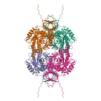 Anticorpo Monoclonal Anti-CRMP3/DPYSL4 para WB, ELISA - O14531