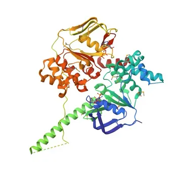 Anticorpo Monoclonal de Coelho Anti-ABCF1 para WB, IHC-P, ELISA - Q8NE71