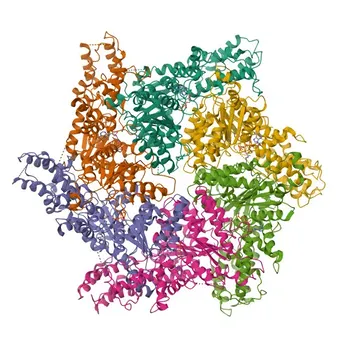 ATAD2 mAb di coniglio per WB, ELISA - Q6PL18
