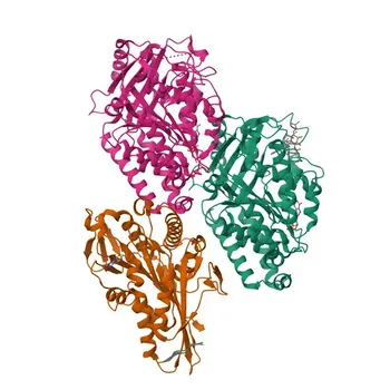 Anti-KIF5B Monoclonal Antibody for WB, IF-P, ELISA - P33176