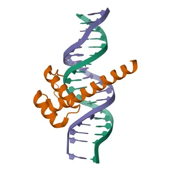 Anti-CDX2 Rabbit Monoclonal Antibody for WB and ELISA - Q99626
