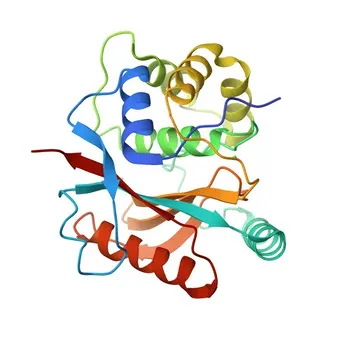 Anticorpo Monoclonal de Coelho Anti-PGP9.5/UCHL1 para WB, IF/ICC, IF-F, IF-P, IHC-P, ELISA - P09936