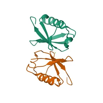 Anti-UBA52 Rabbit Monoclonal Antibody for WB, IHC-P, IF/ICC, ELISA - P62987