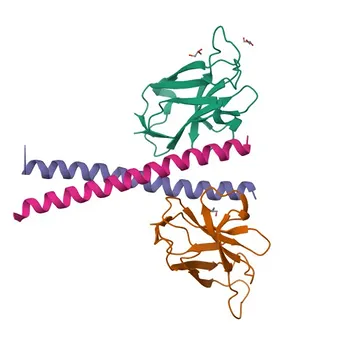 Anticorpo monoclonale coniglio Anti-AZI2 per WB e ELISA - Q9H6S1