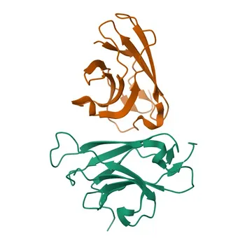 Anti-TRAF6BP/TAX1BP1 Monoclonal Antibody for WB, ELISA - Q86VP1