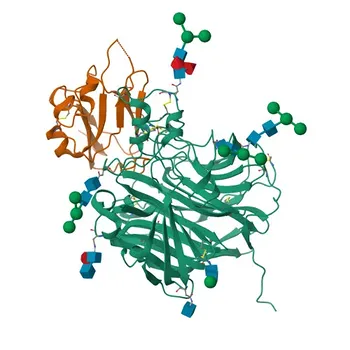 Anti-Ephrin B2 Monoclonal Antibody for WB, IHC-P, ELISA - P52799