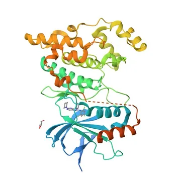 Anticorpo Monoclonal de Coelho JNK3 para WB e ELISA - P53779