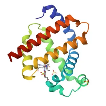 Myoglobin Rabbit Monoclonal Antibody for WB and ELISA - P02144